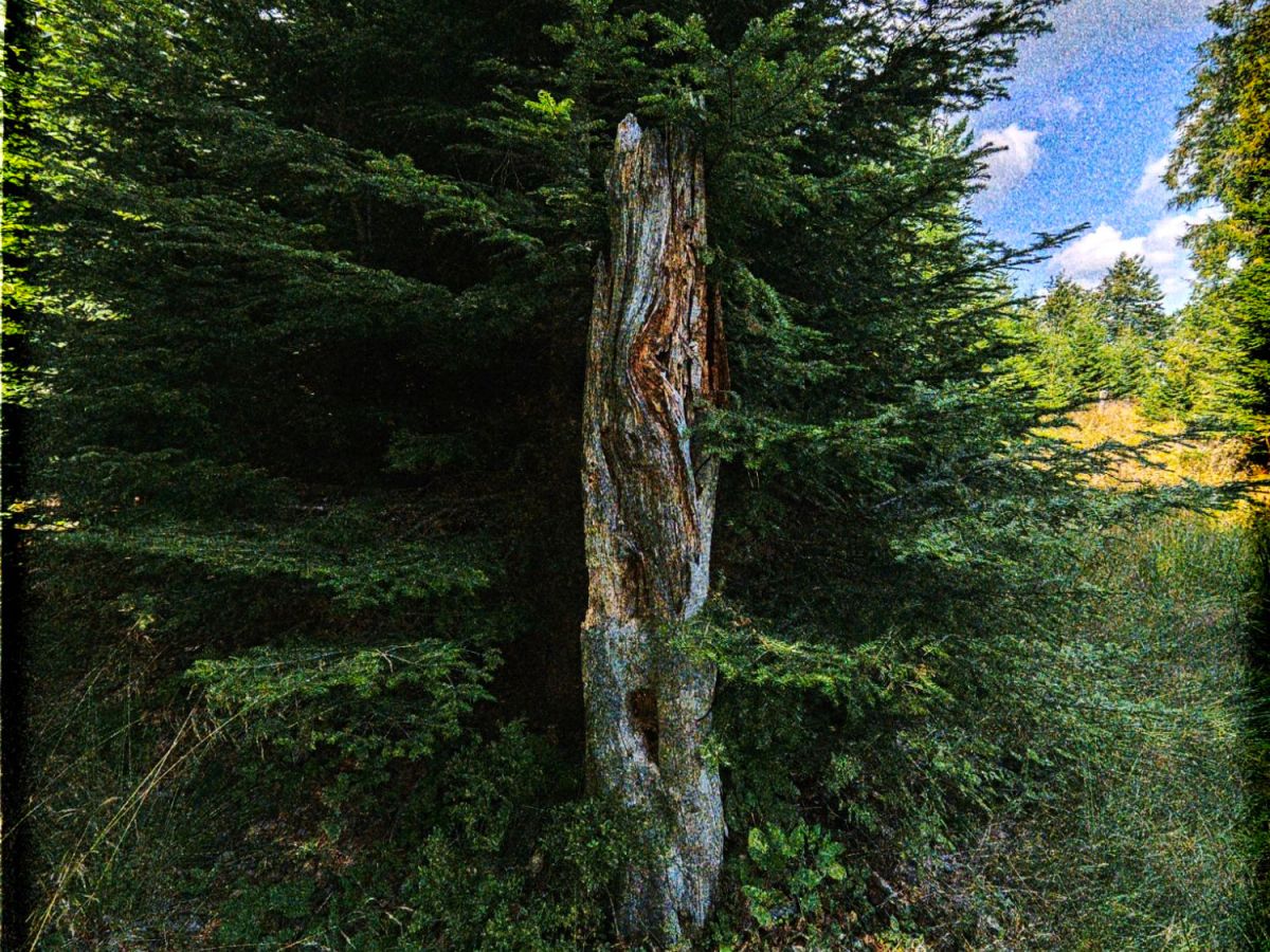 Look up – the forest of magic or other story of&nbsp;life?